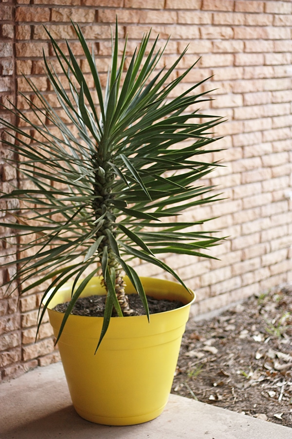 Pineapple Planter without stripes