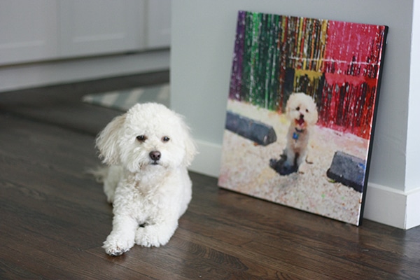 DIY Pet Portrait - make your own custom art with your favorite furry friend 