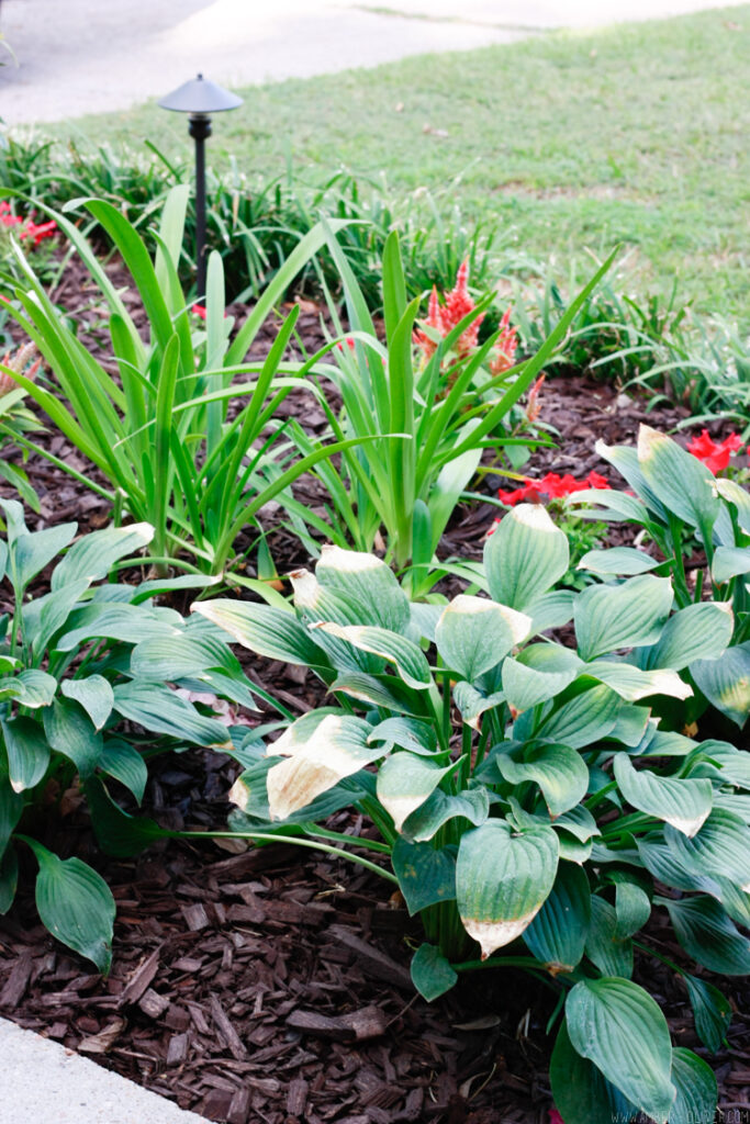 hostas in Low Maintenance Landscaping Plants for Front of The House