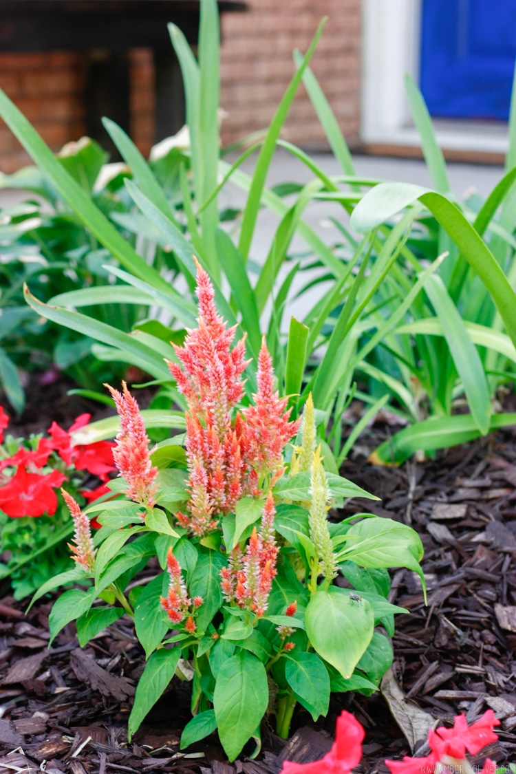 close up of flowers for curb appeal landscaping: simple curb appeal ideas