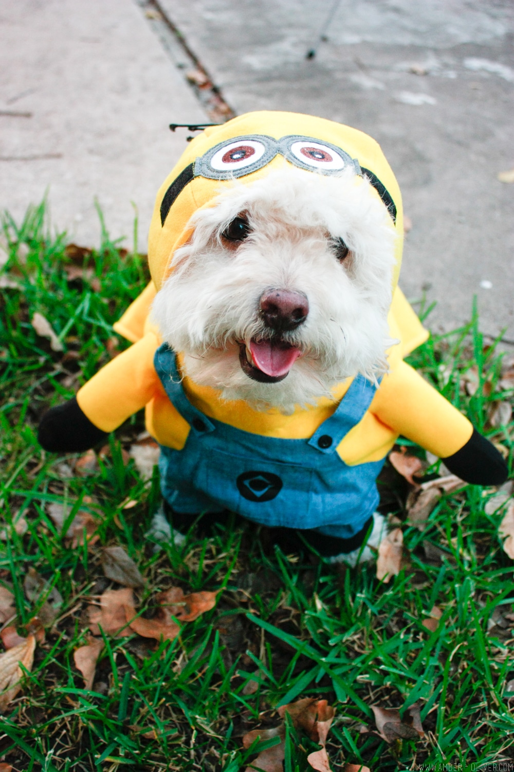 Minions costume dressed in black and white overalls