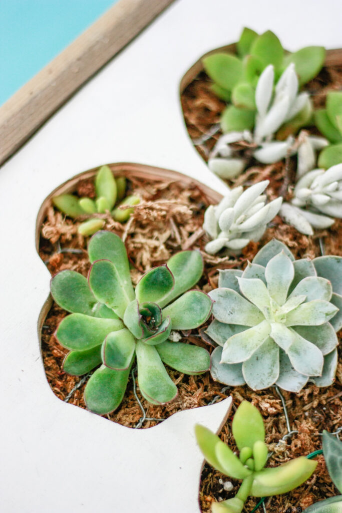 DIY Shamrock Succulent Wall Planter