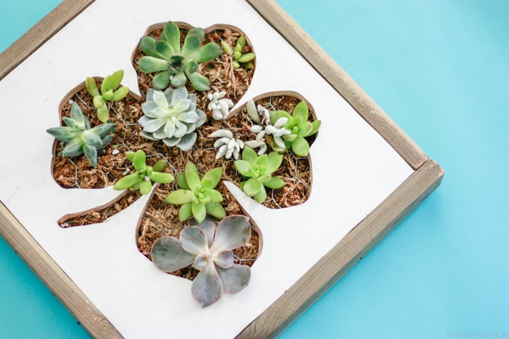 DIY Shamrock Succulent Wall Planter