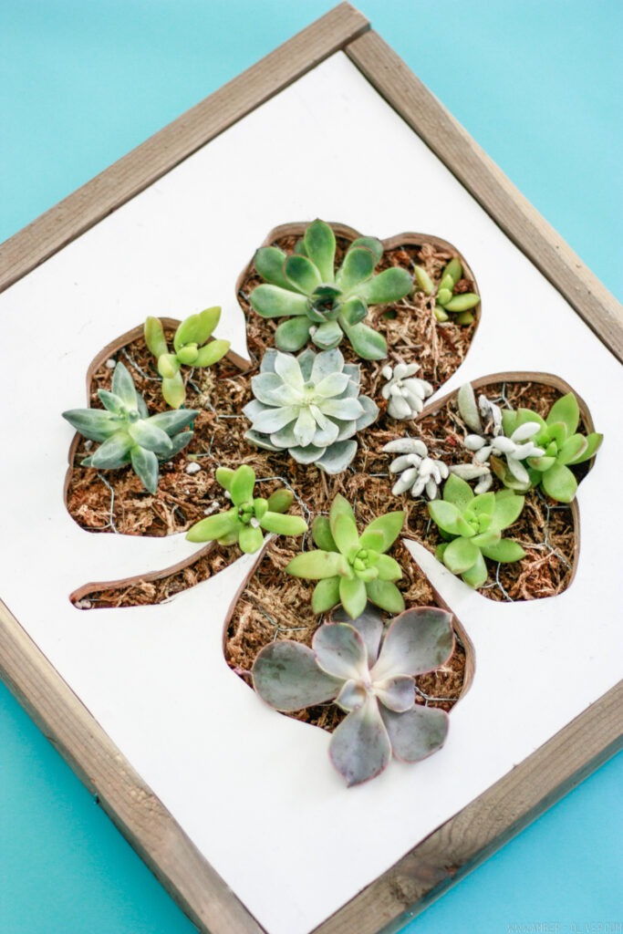 DIY Shamrock Succulent Wall Planter