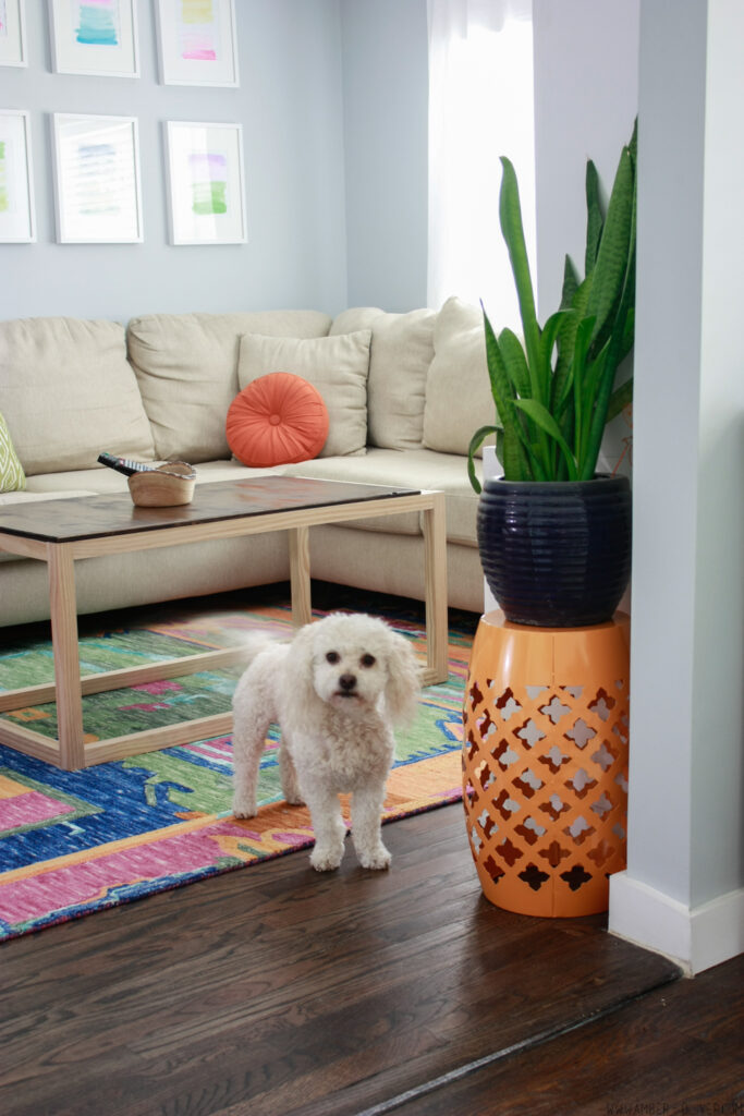 living room with colorful decor and Barkley Oliver (tailsofbarkley)