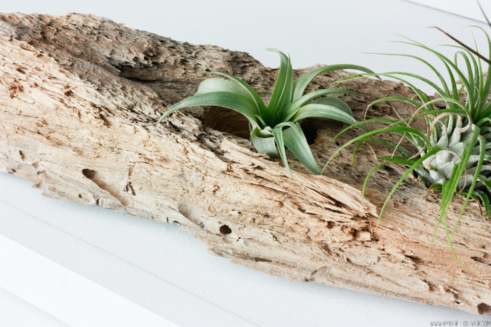 How To Make a DIY Driftwood Air Plant Holder Amber Oliver