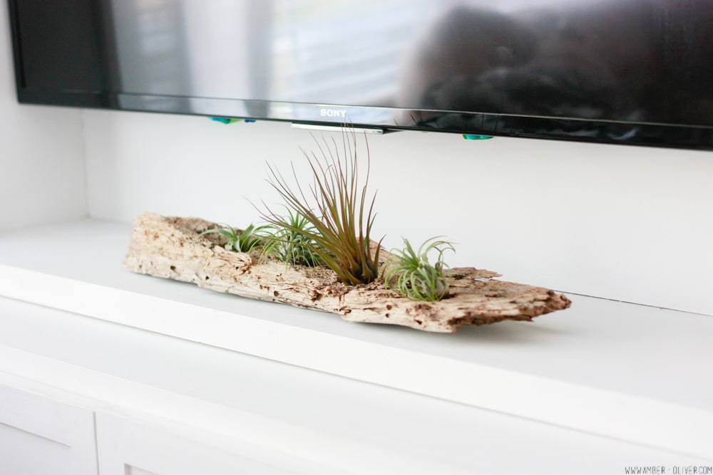 A DIY driftwood air plant holder is a creative way to use driftwood from the beach and display air plants in your home!