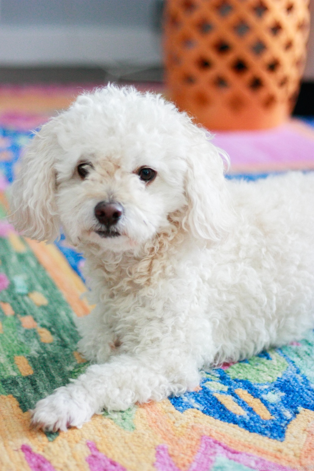 Make your own DIY dog treats! Recipe for peanut butter pumpkin dog treats.