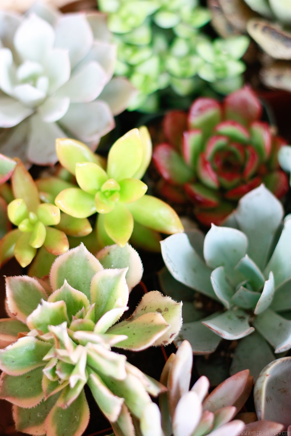 Make a succulent wall planter quickly and easily by upcycling a shadow box!