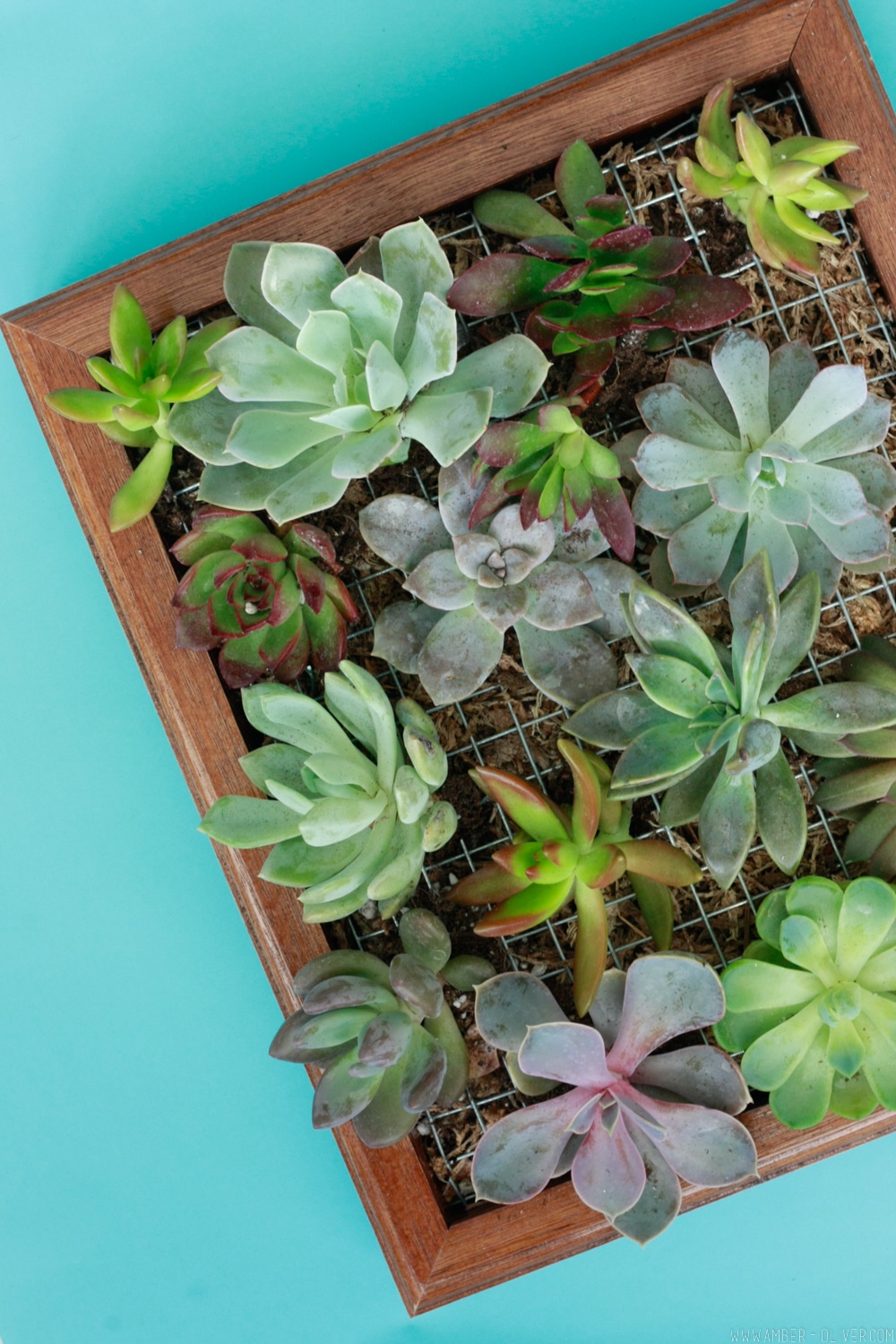 DIY succulent wall planter!