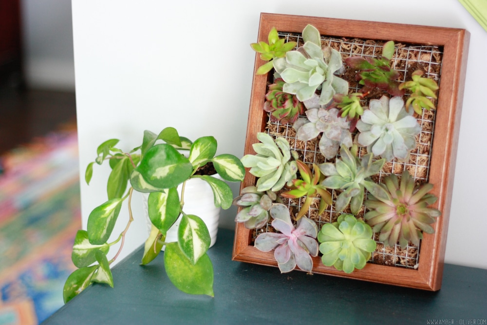 Make a succulent wall planter quickly and easily by upcycling a shadow box!