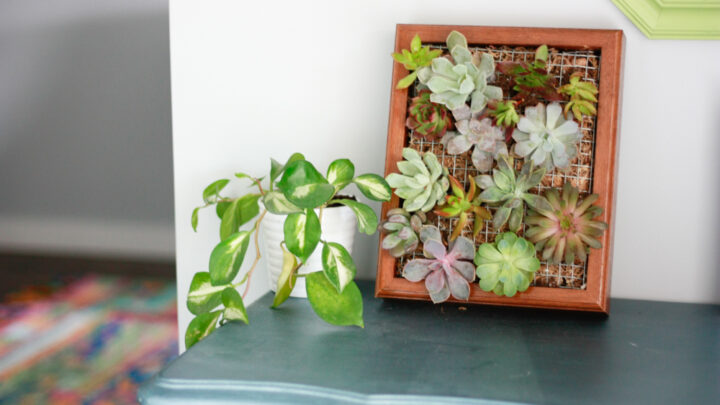 succulent plants echeveria Echeveria 'Onslow' 4" Large Succulent Plant  True Succulents Plant Co
