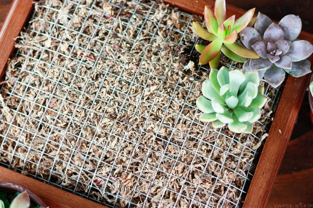 Make a DIY succulent wall planter quickly and easily by upcycling a shadow box!