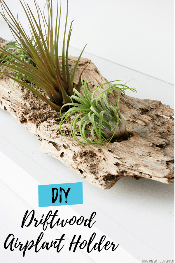 DIY Driftwood airplant holder - made with real driftwood!