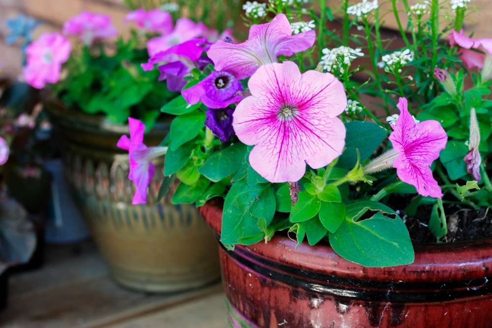 Closet up of flowers on DIY Potting Bench made from pallets