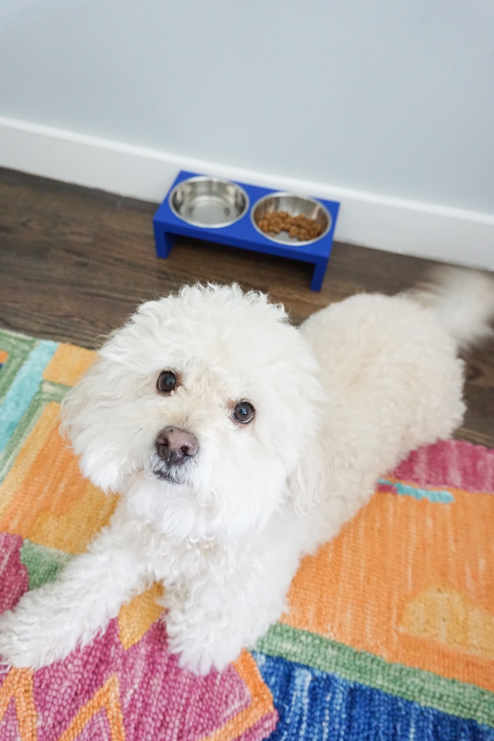 Tails of Barkley and a Modern DIY Dog Bowl Stand by Amber Oliver 