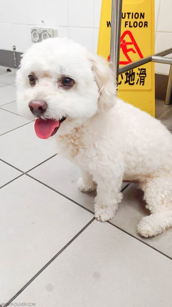 Tails of barkley arrives in Hong Kong!