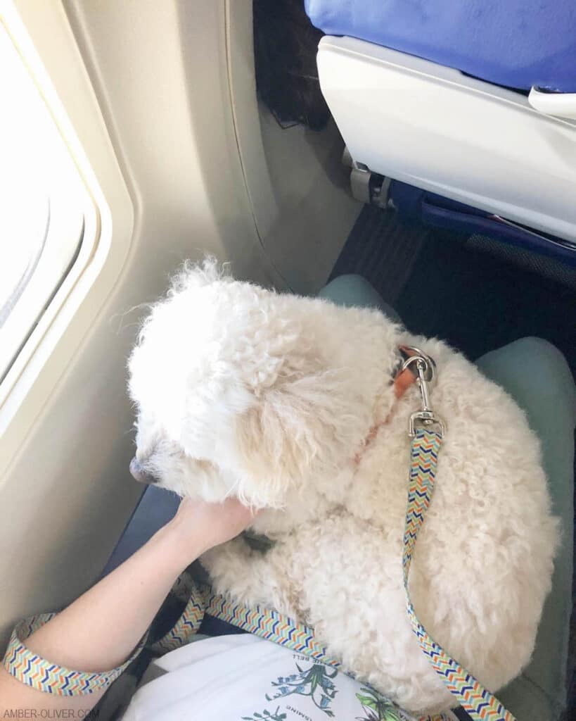 Tails of Barkley on a flight to LAX