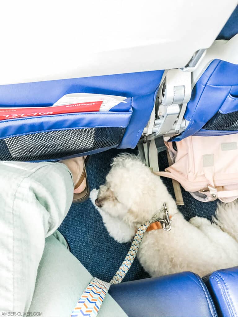 Tails of Barkley on an airplane
