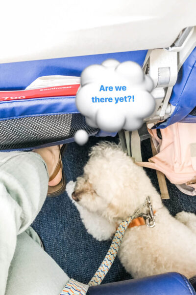 Tails of Barkley on an airplane