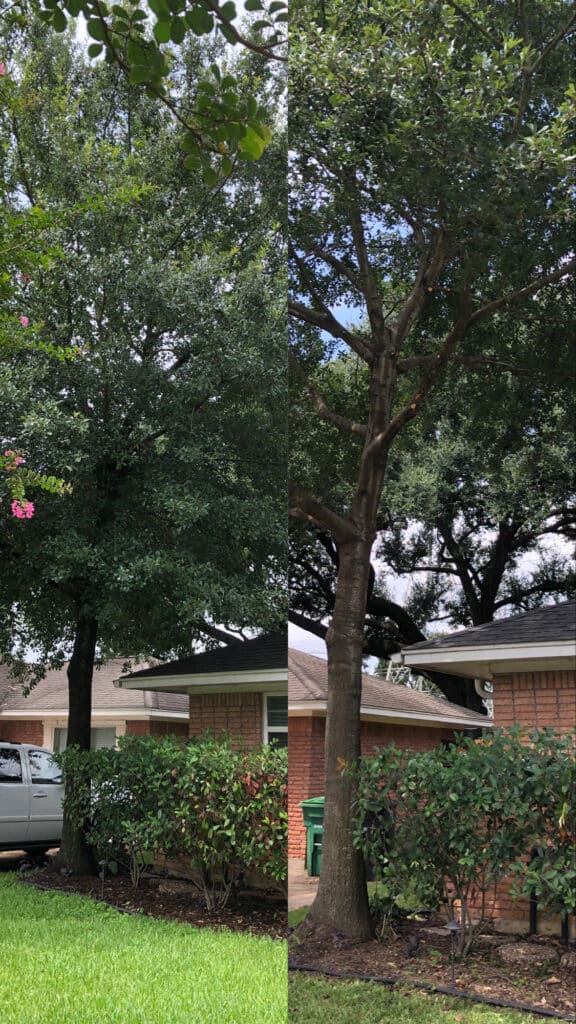 spring lawncare tree trimming before and after