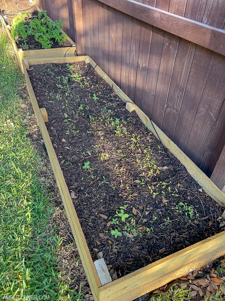 drip irrigation in raised bed
