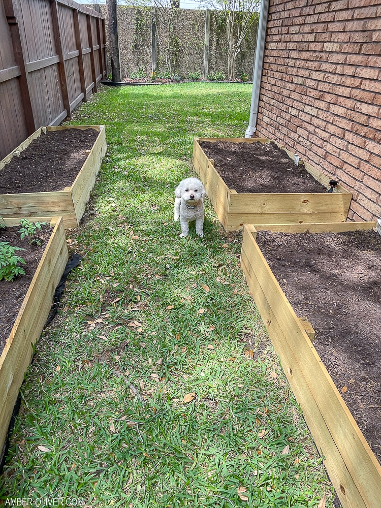 Tails of Barkley in yard with diy raised garden beds