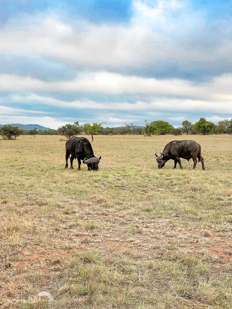 african buffalo in south africa on safari