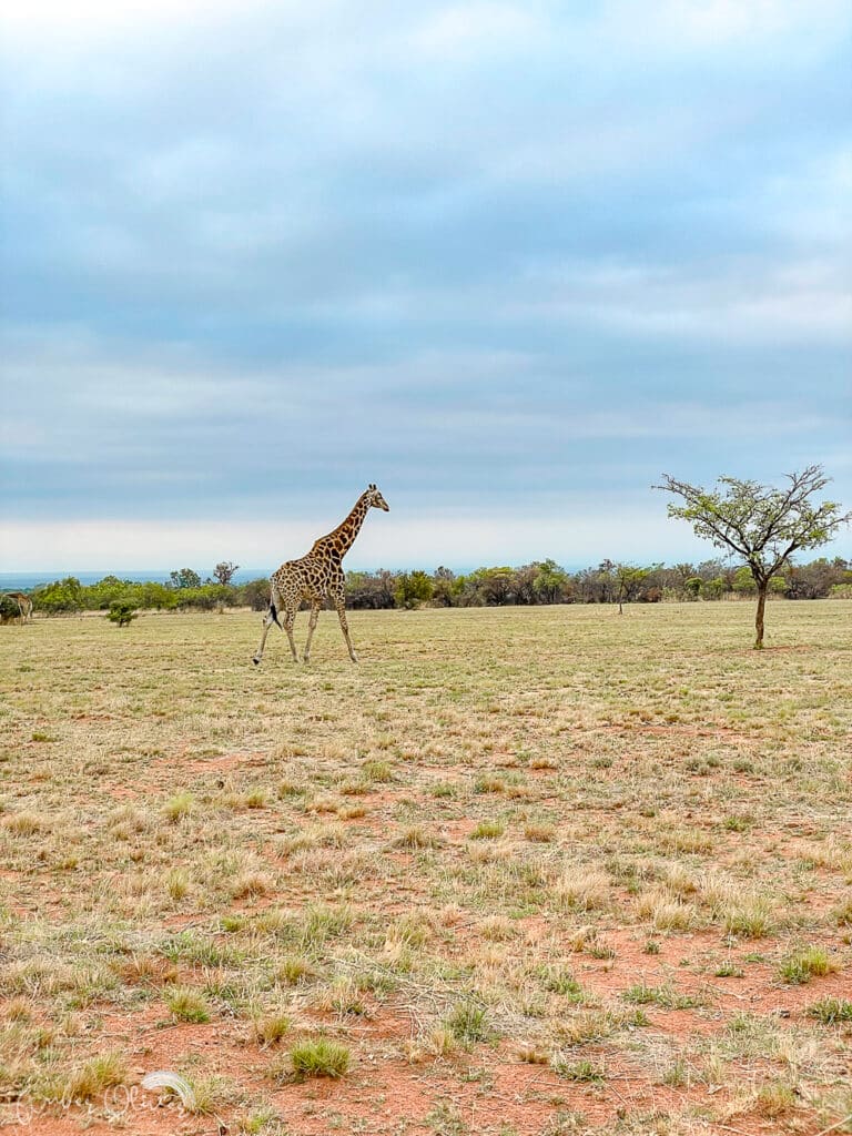 wild giraffe viewed on our south african safari