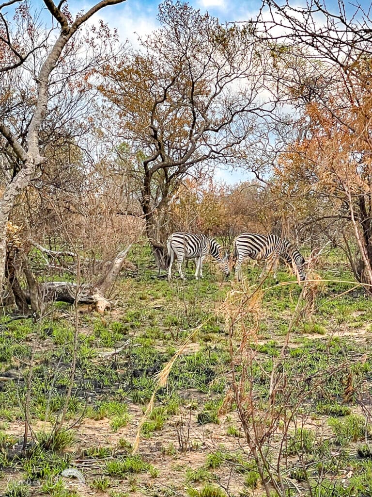 zebra viewed on safari in south africa