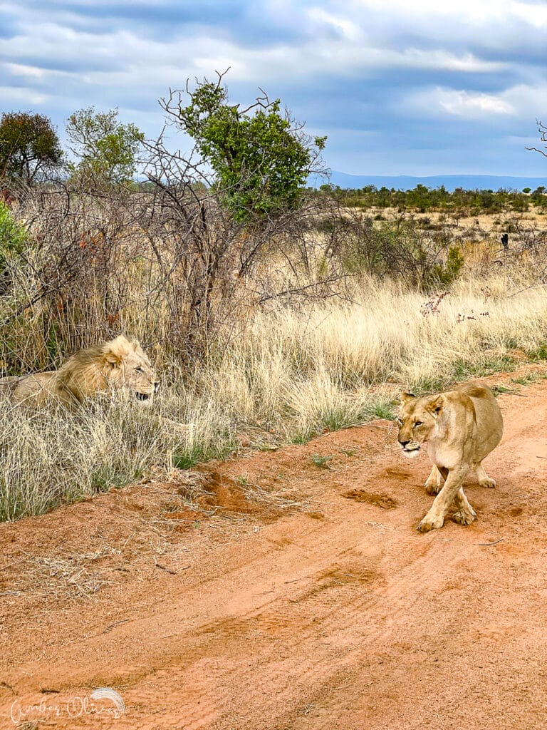male and female lions viewed on a south africa safari