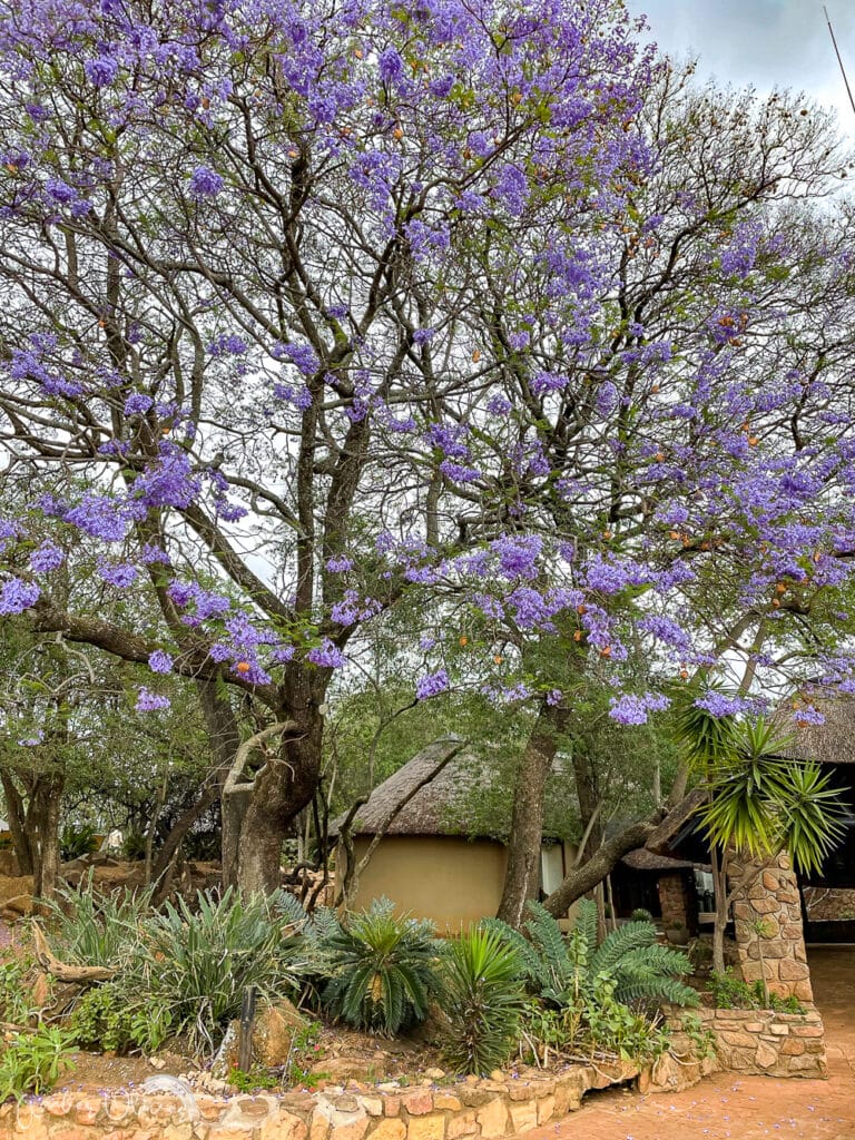 Jacaranda tree in south africa at Mabula Game Lodge