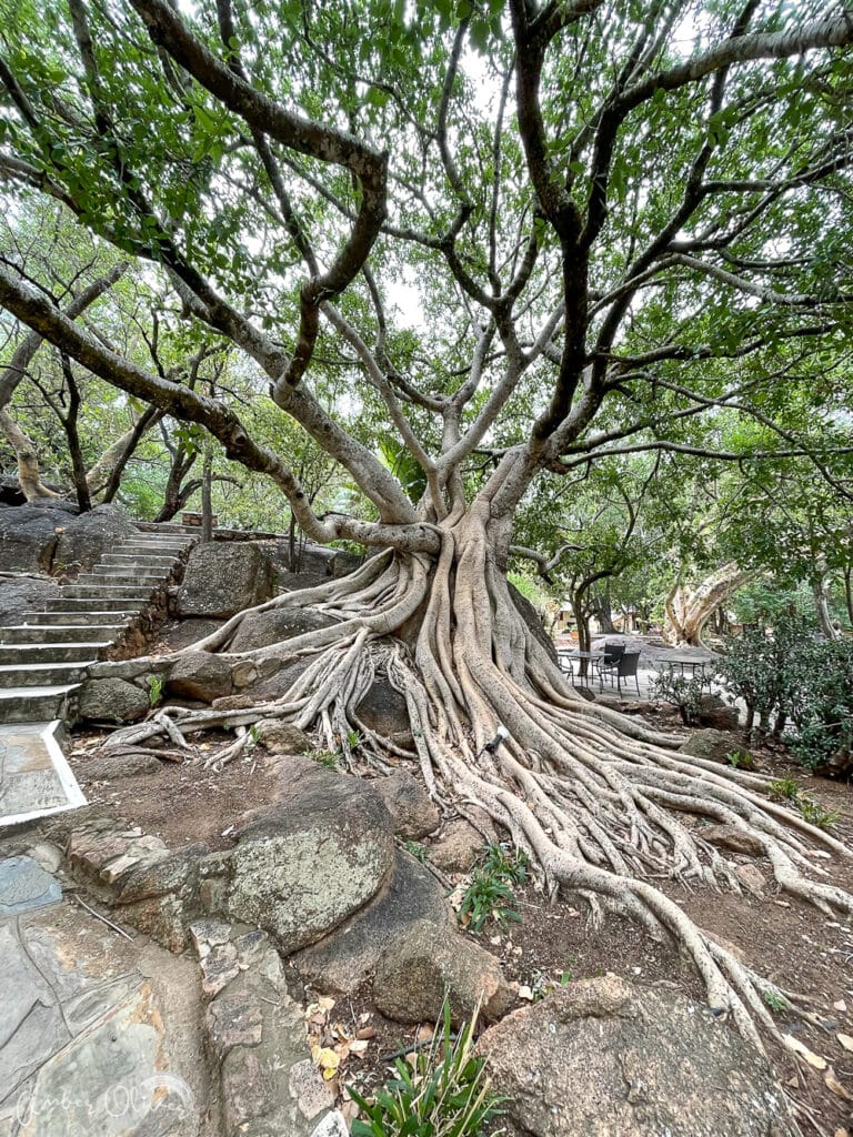 tree at mabula game lodge in south africa - our home base for our south africa safari