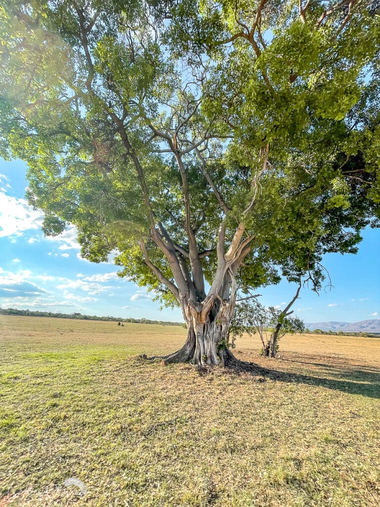 tree in the african bush