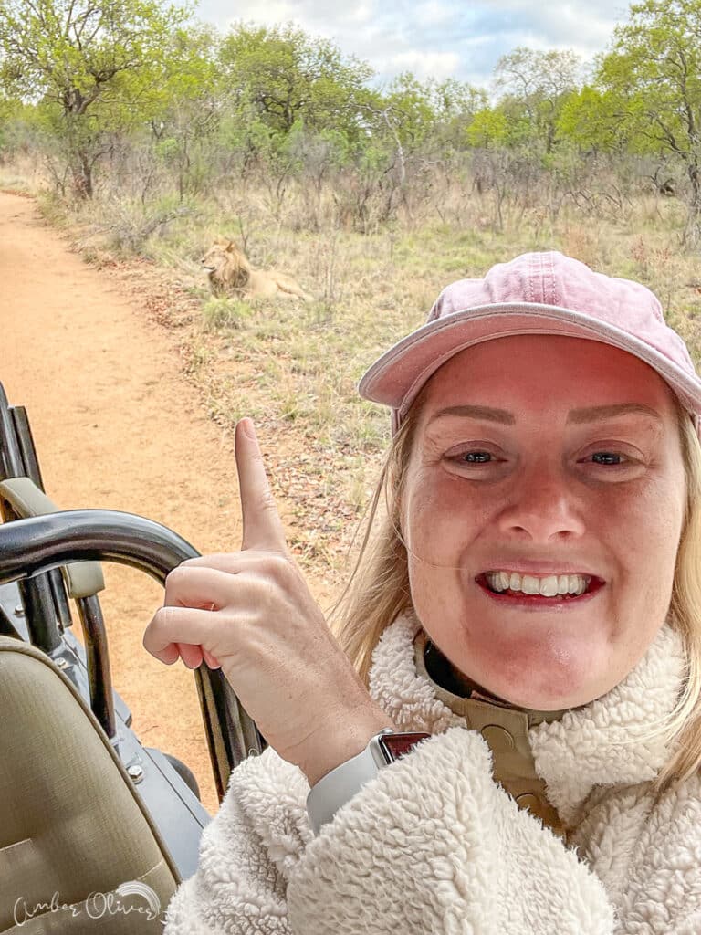 lion on a morning safari drive