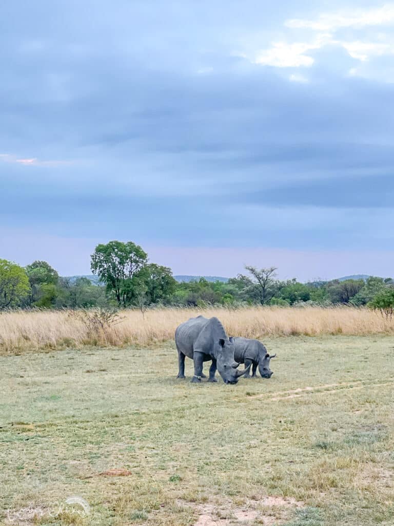 rhino viewed on african safari