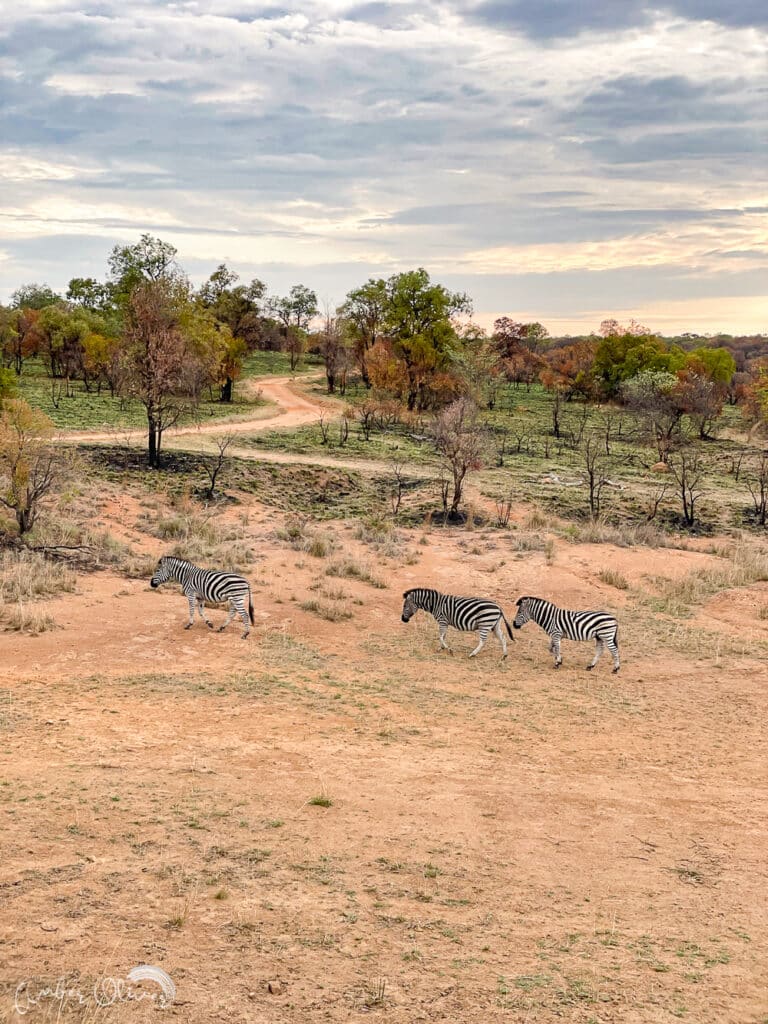 zebra in south africa