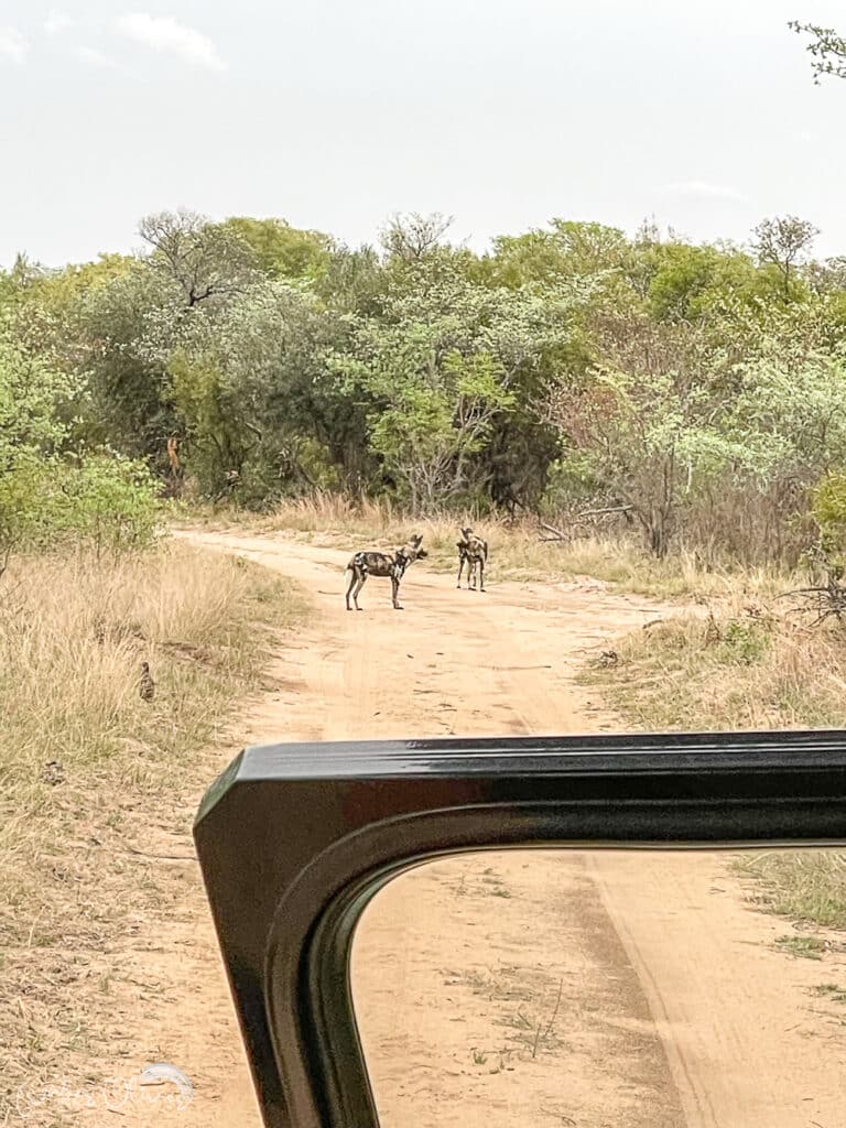 wild dogs viewed on safari