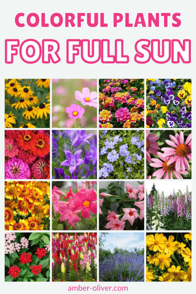 PIN IMAGE COLORFUL PLANTS FOR FULL SUN