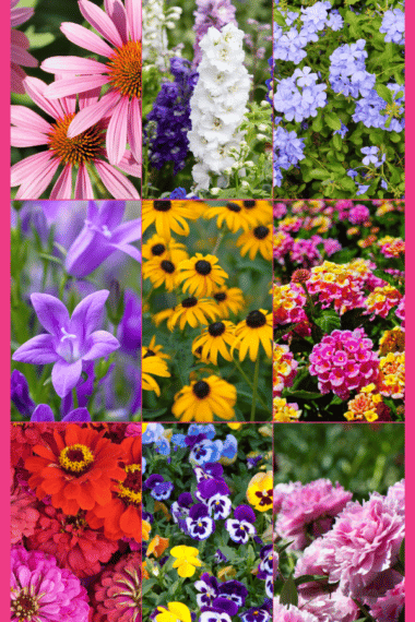 COLORFUL PLANTS FOR FULL SUN FEATURED COLLAGE IMAGE