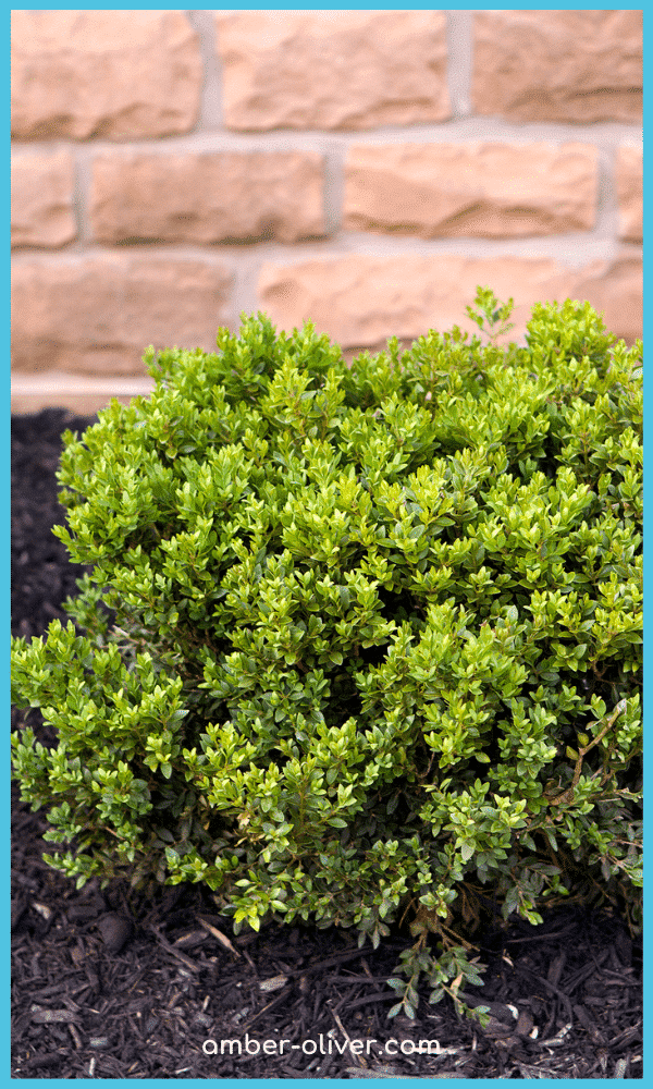 boxwood