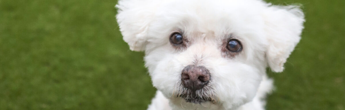 dog on turf - how to clean turf pet stains
