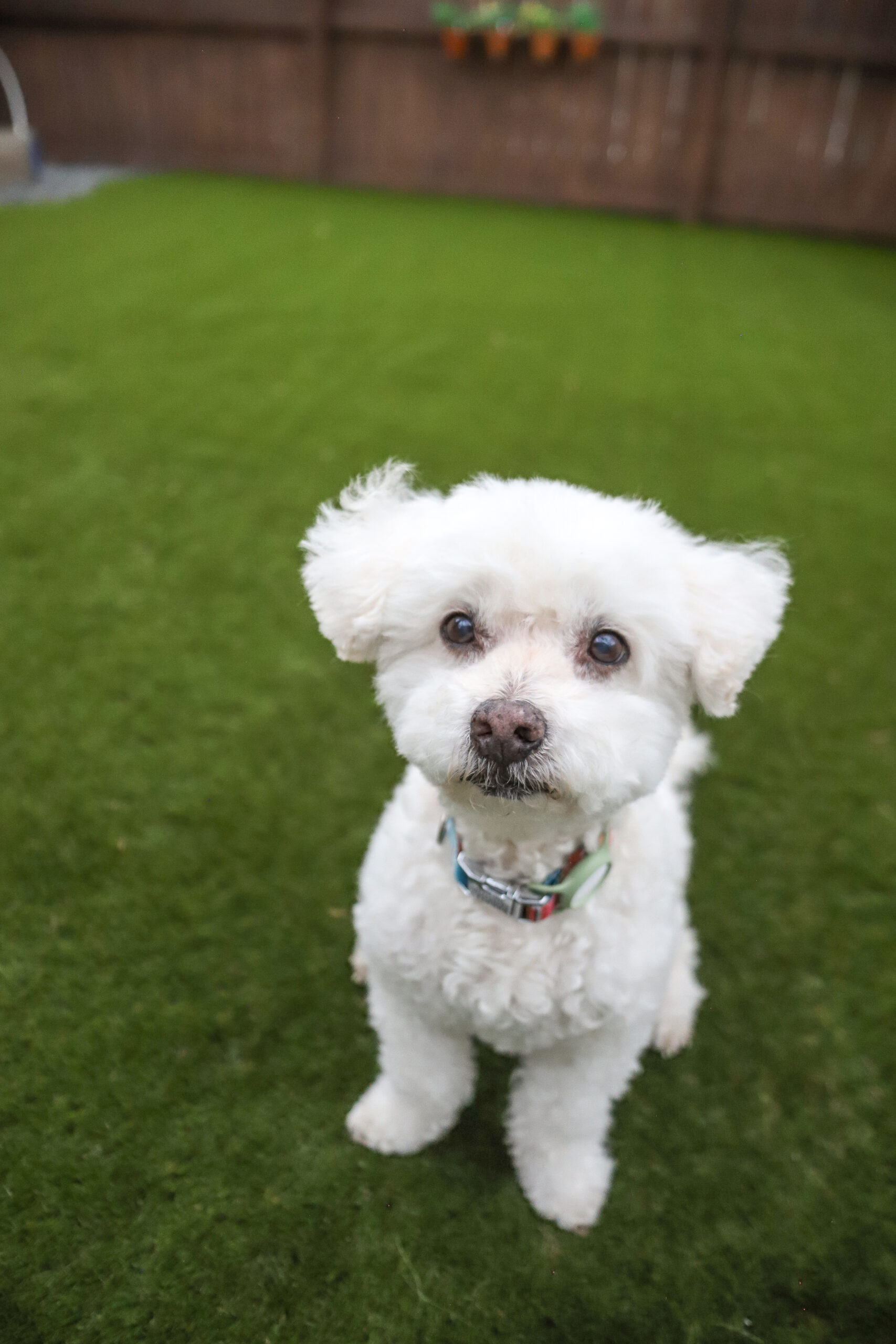 dog on turf - how to clean turf pet stains